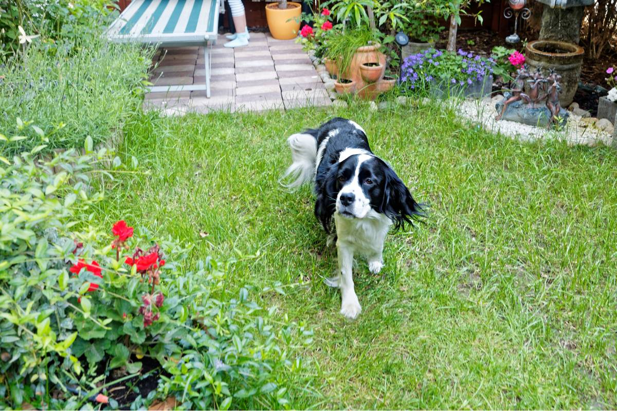 A black and white dog walking across a lawn