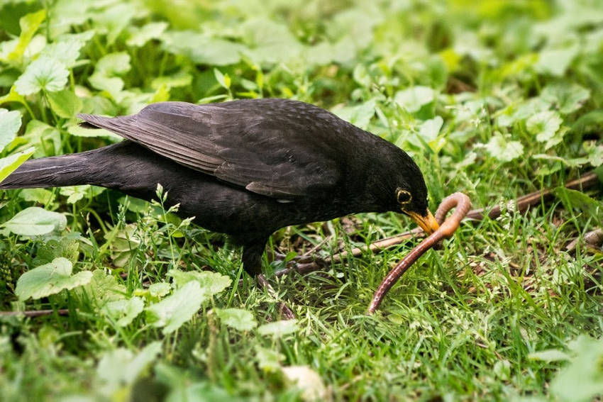 Bird eating earthworm