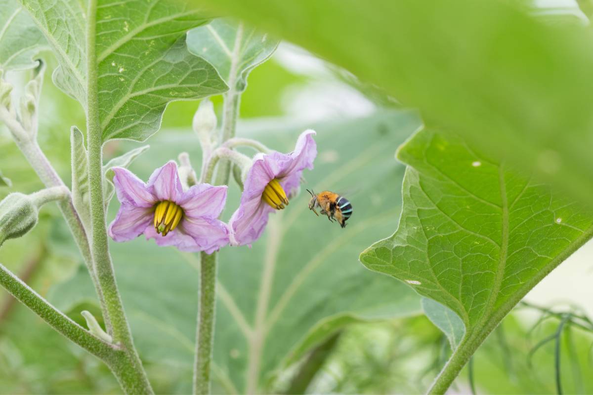 A blue banded bee in flight approaching a purple eggplant flower