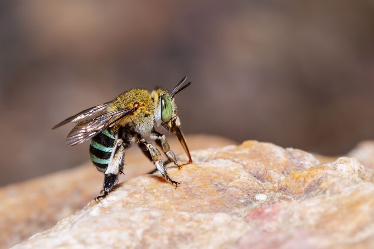 A blue banded bee sitting on a rock