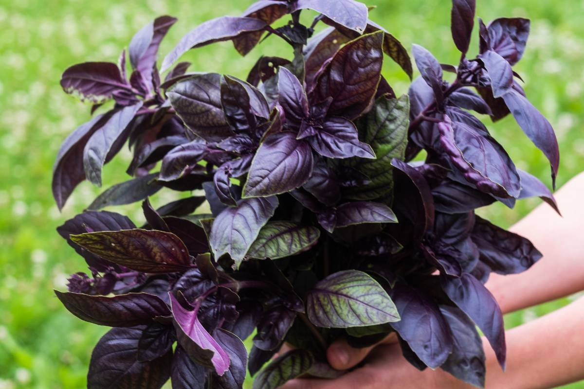 A bouquet of purple basil