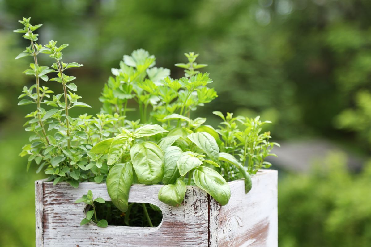 A box of herbs grown in a garden