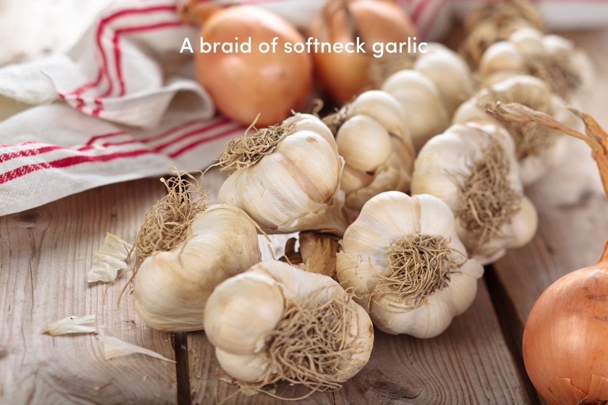 A braid of softneck garlic on a cutting board in a kitchen
