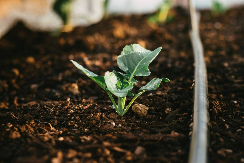 Broccoli Seedling in the garden