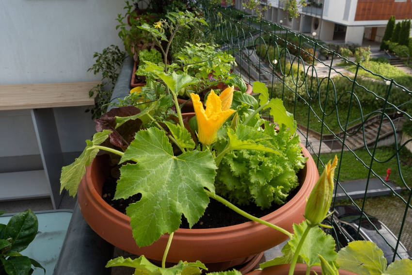 A bush pumpkin growing in a large pot