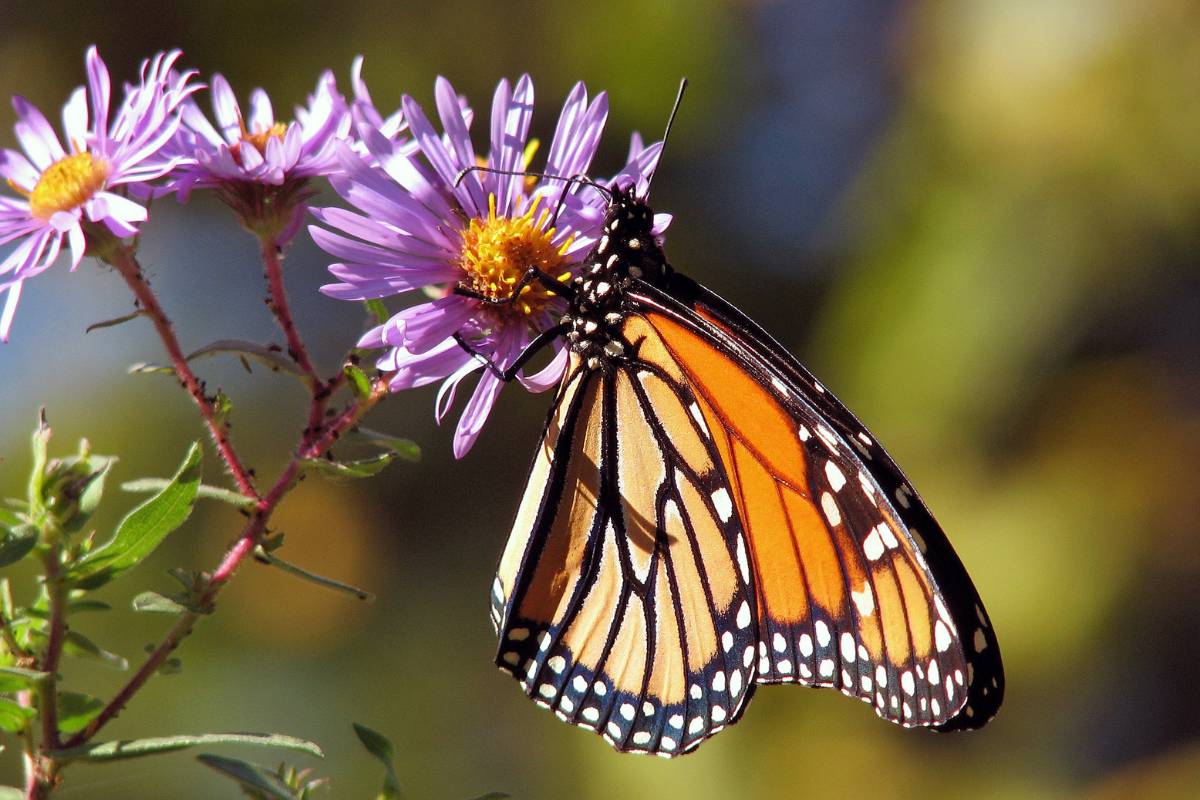 A butterfly feeding from an aster flower