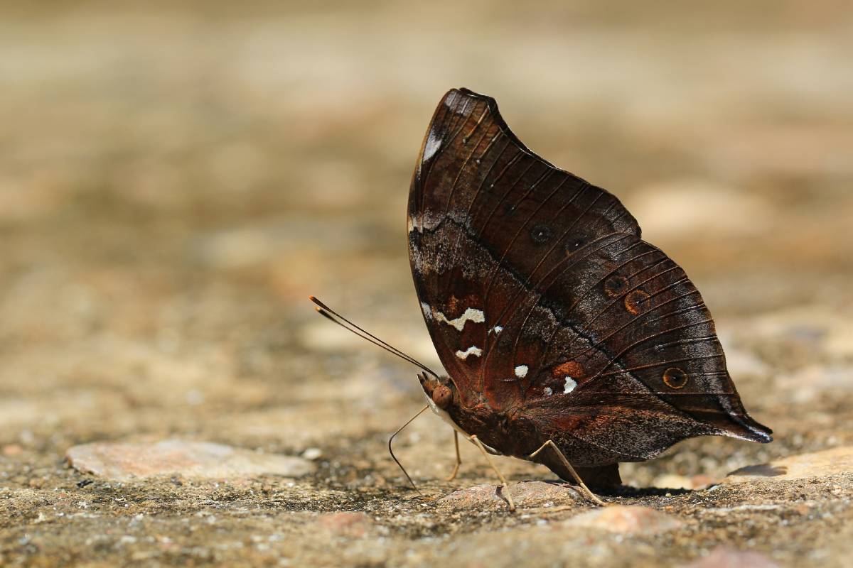 A butterfly warming itself on a flat rock