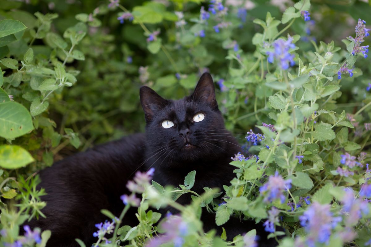 A cat enjoying the scent of catmint in a garden