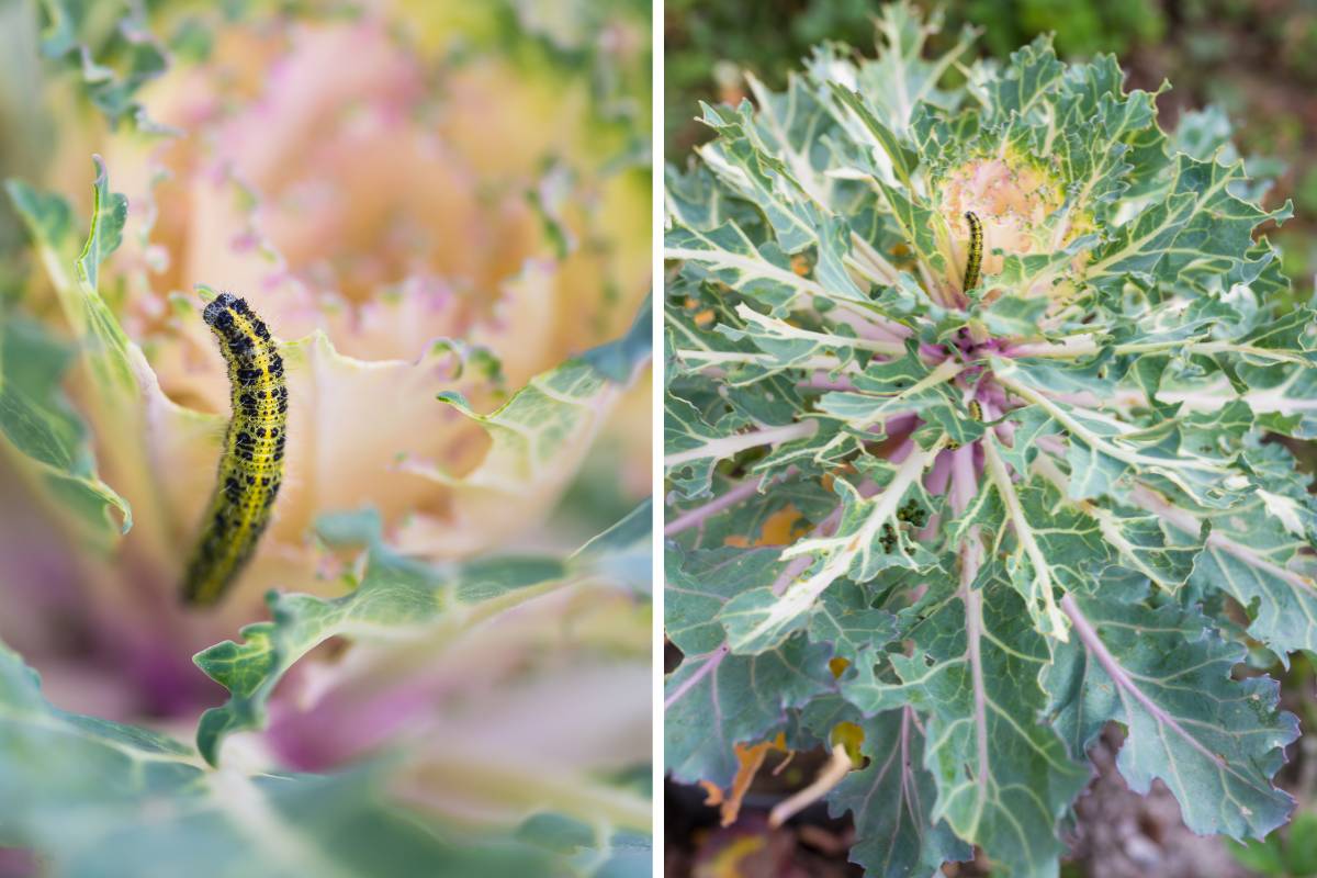A caterpillar on a kale plant