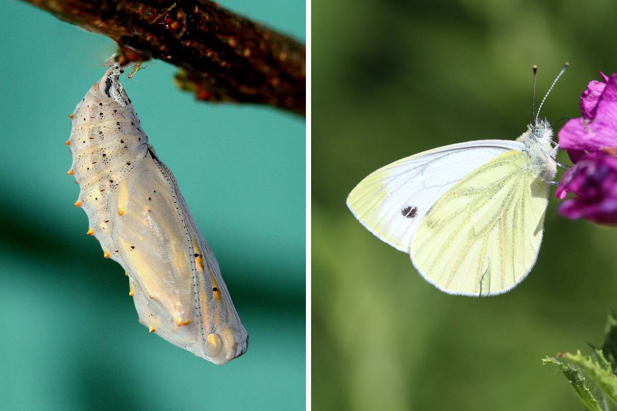 A caterpillar pupae and a white cabbage moth