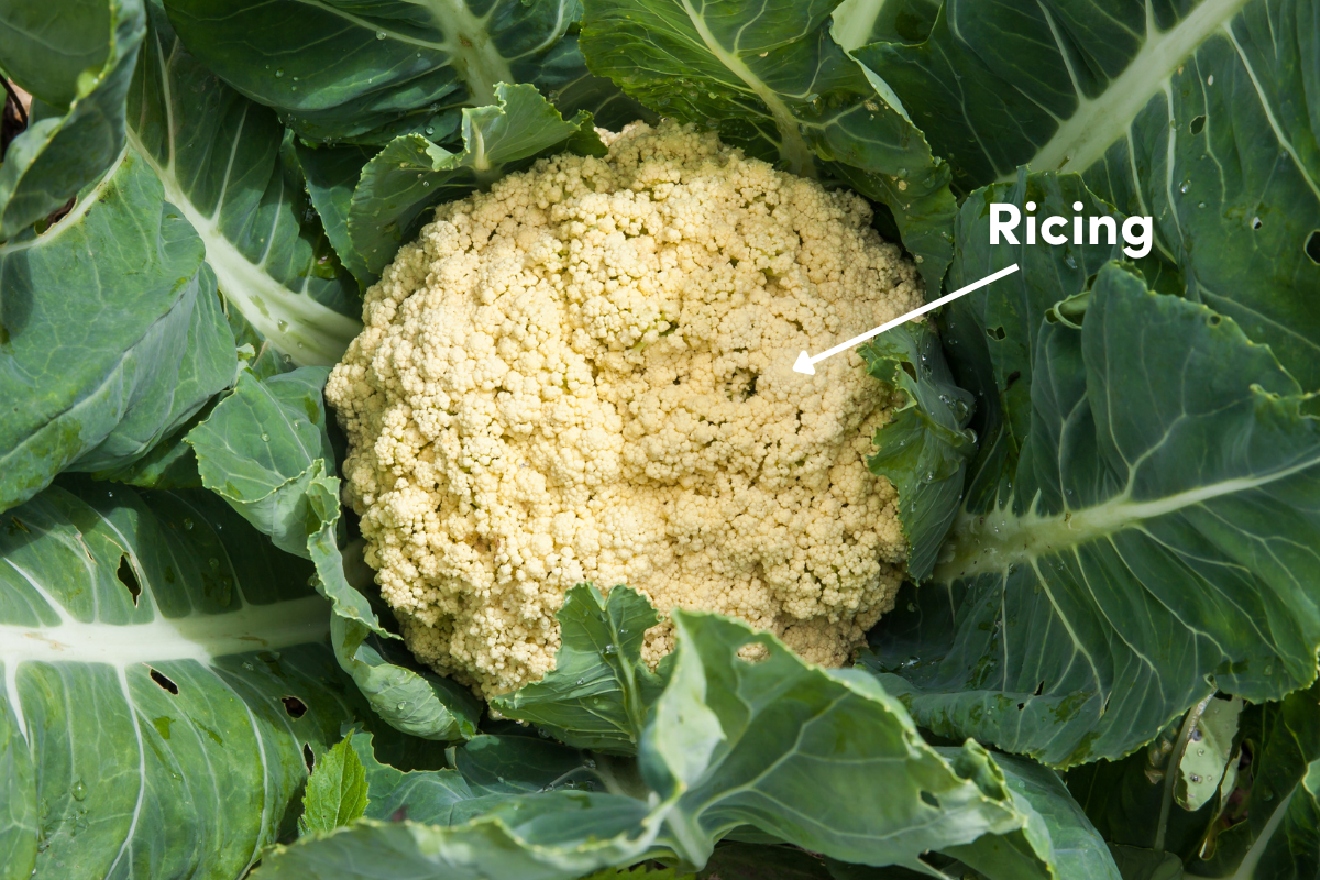 A cauliflower head showing ricing of the curds