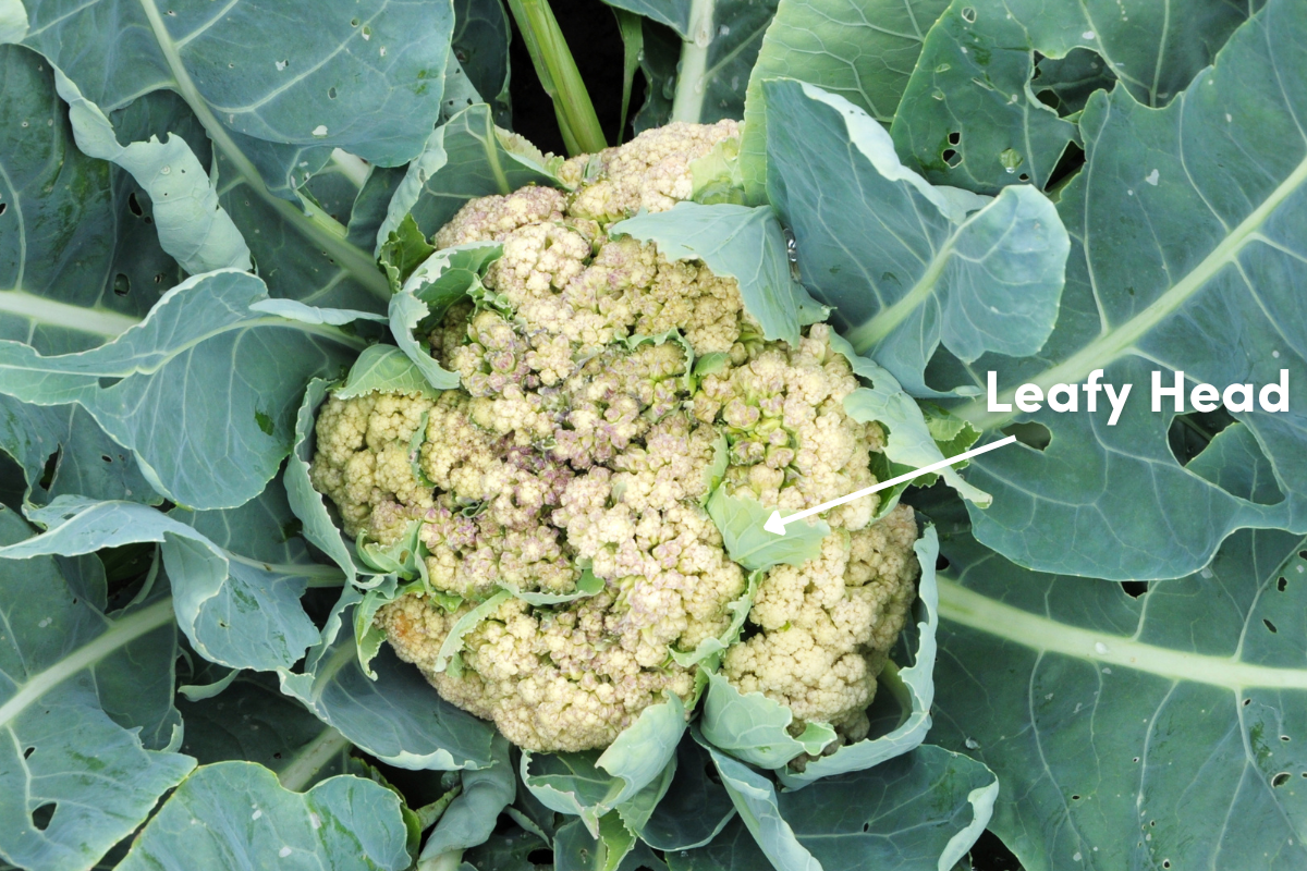 A cauliflower head with leaves growing through the curds