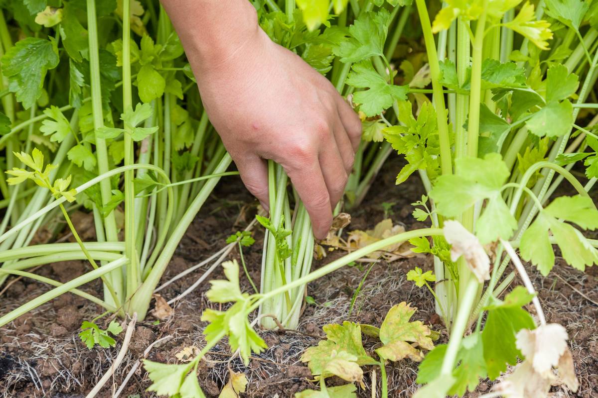 A celery plant with long thin stalks growing in a home garden