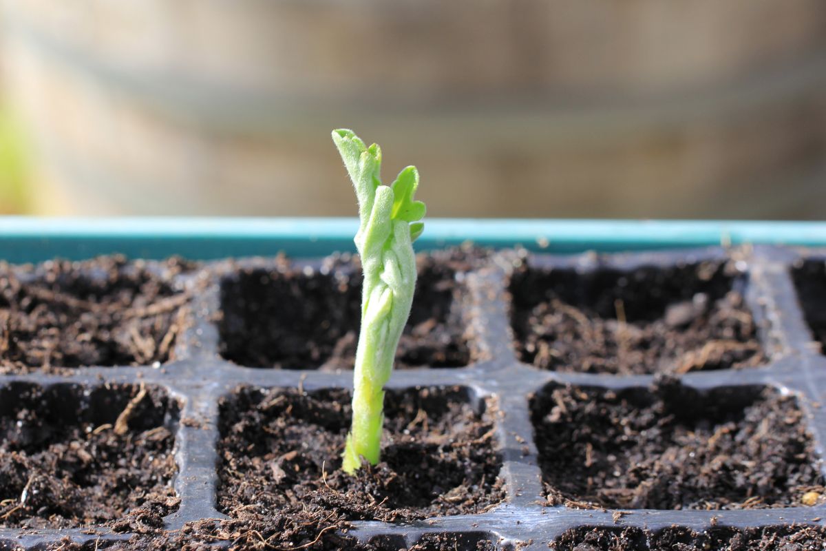 A chrysanthemum cutting planted in a seedling tray