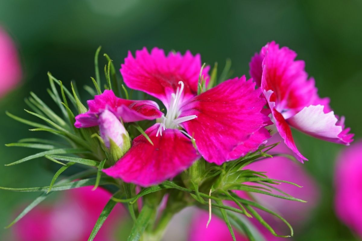 A close up of a hot pink sweet william flower.