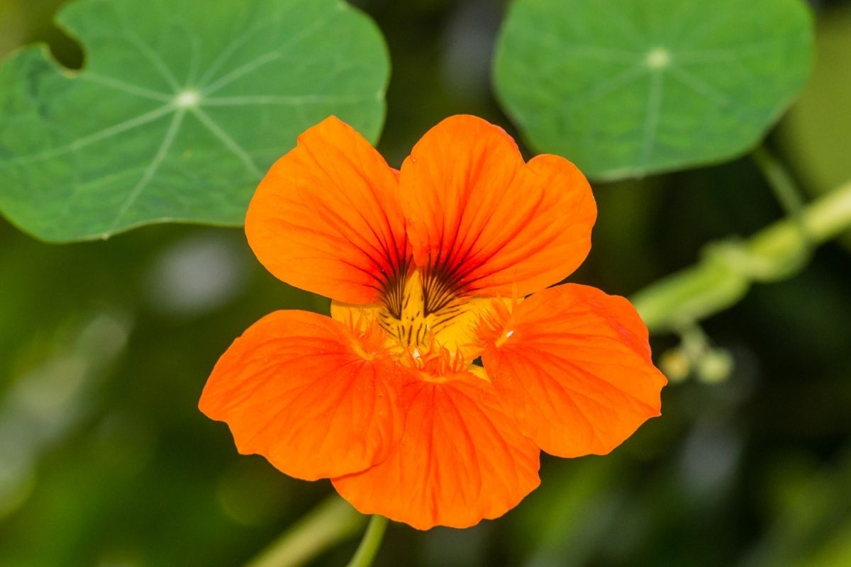 A close up of an orange nasturtium flower