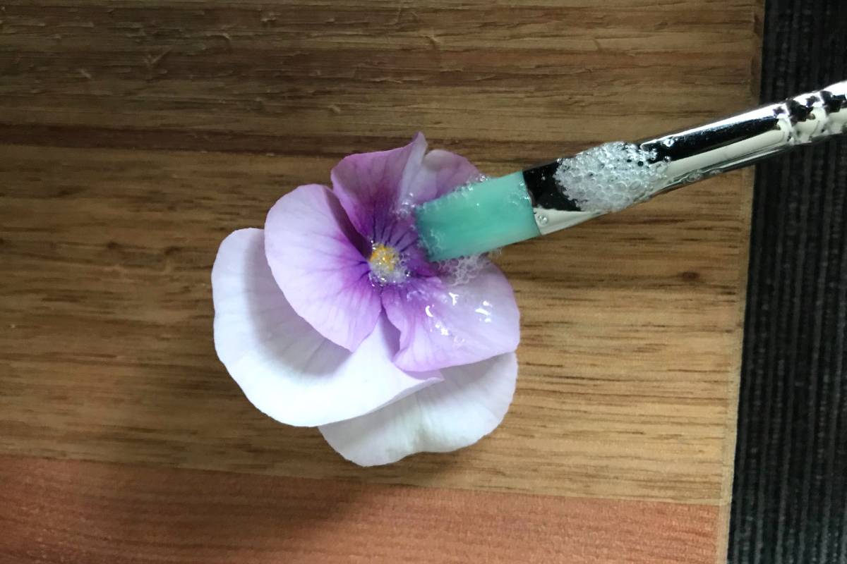 A viola flower being painted with egg white substitute