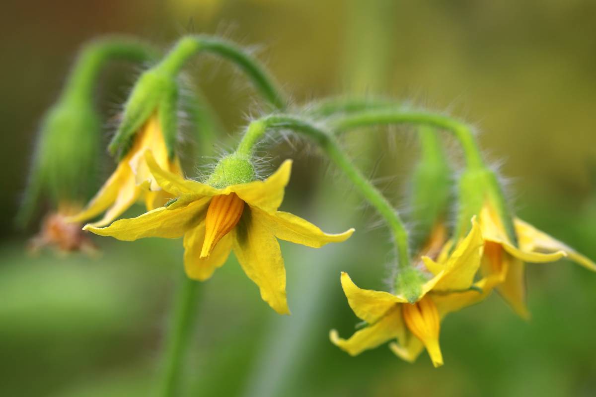 A close-up photo of a truss of yellow tomato flowers