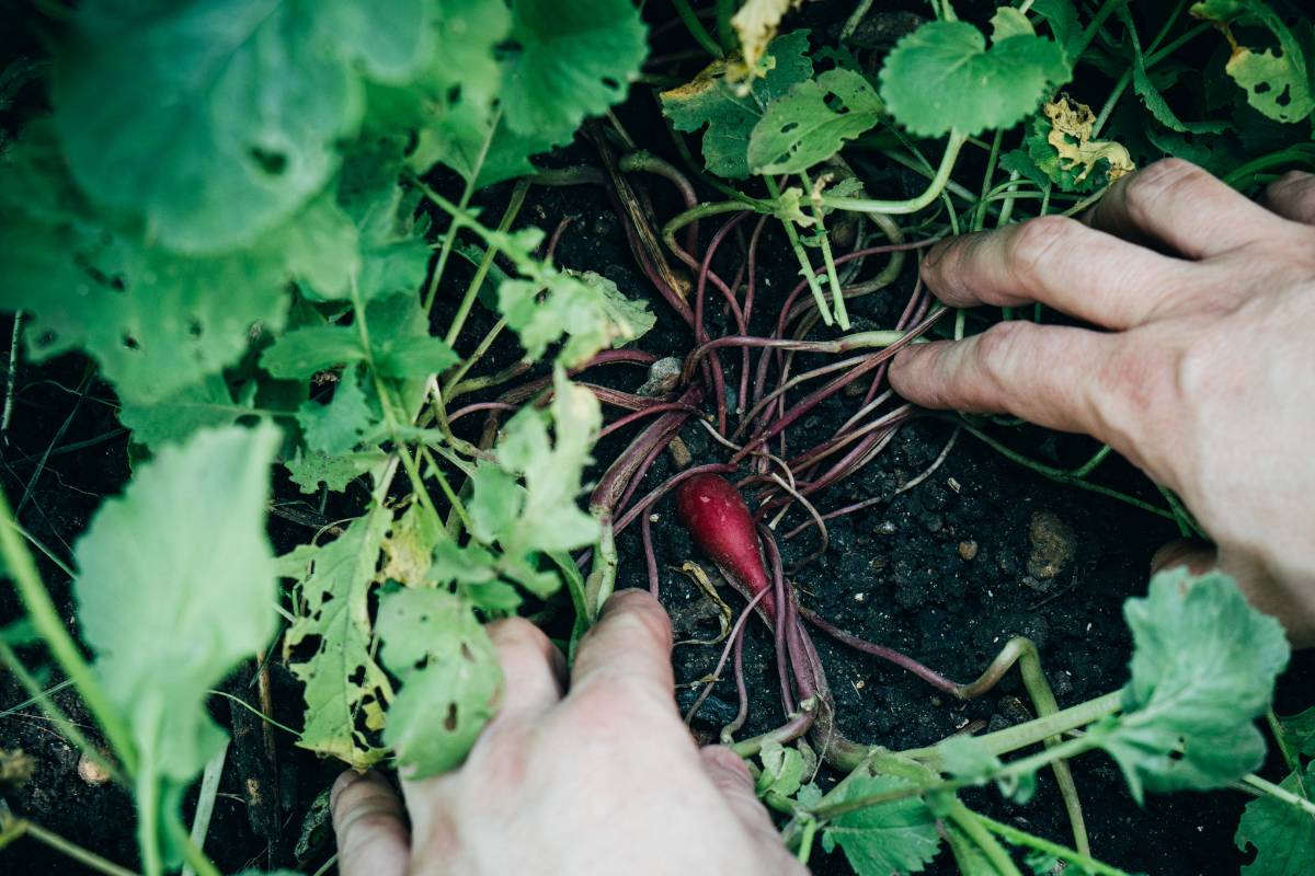 A clump of radish plants with small roots