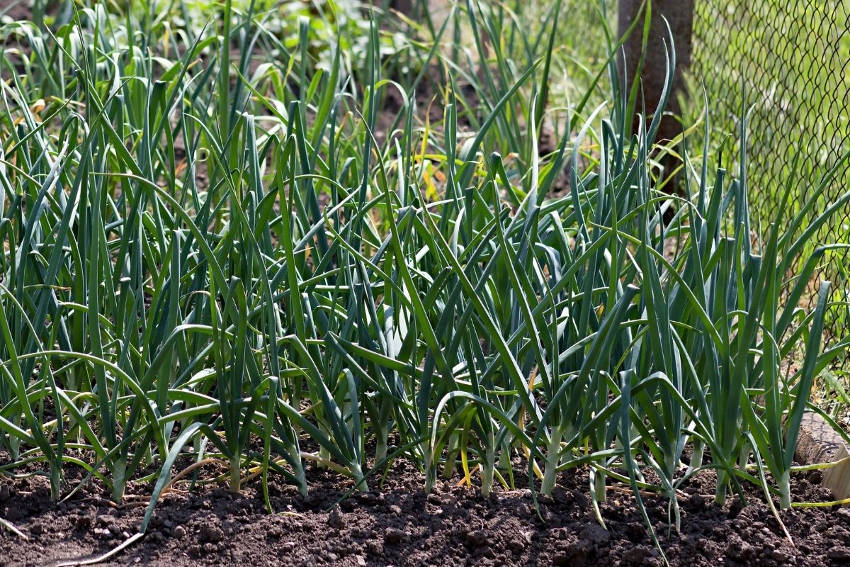 A clump of walking onions growing in a garden