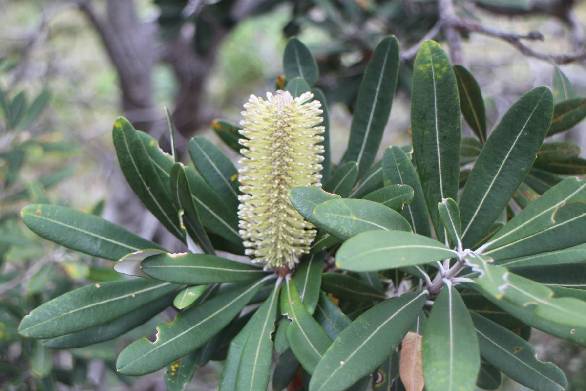 A coastal banksia plant, Banksia integrifolia