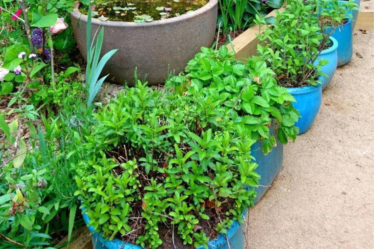 A container garden of herbs planted in a row of blue ceramic pots