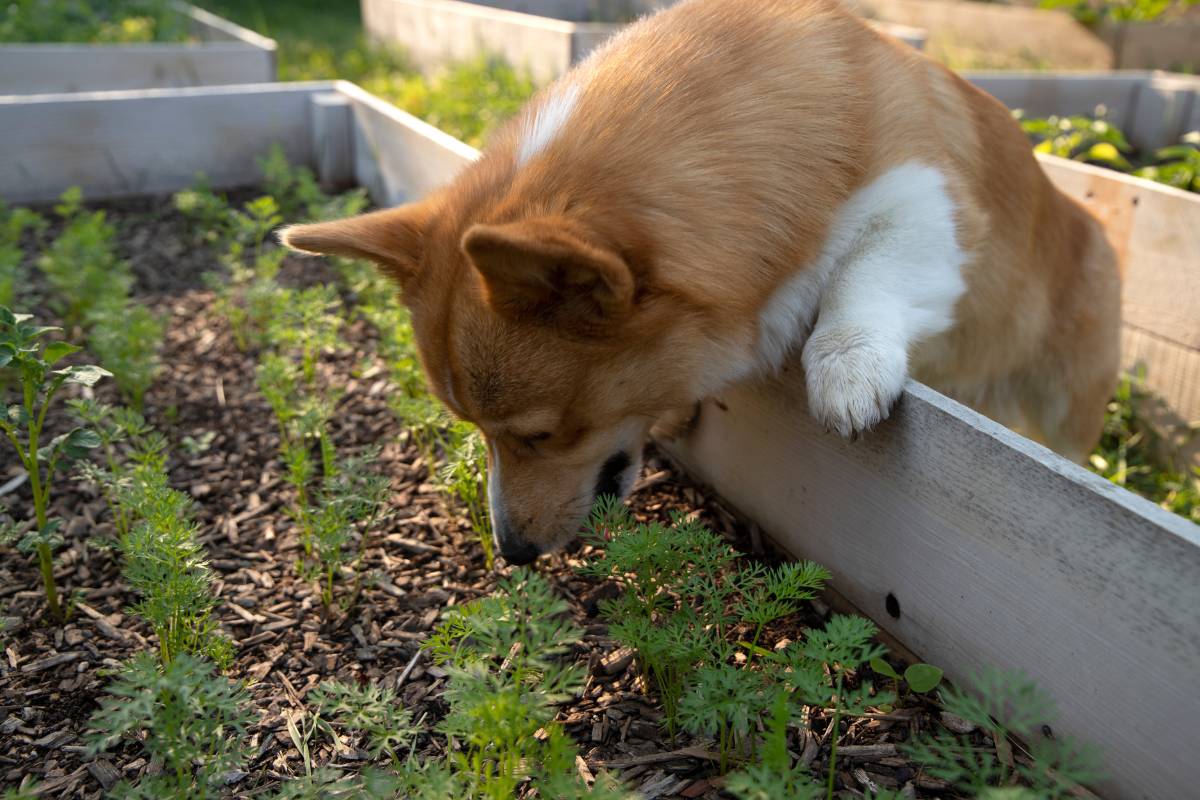 A corgi looking in a raised garden bed