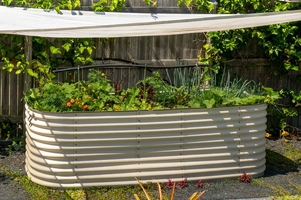 A corrugated iron raised garden bed filled with vegetable and flower plants