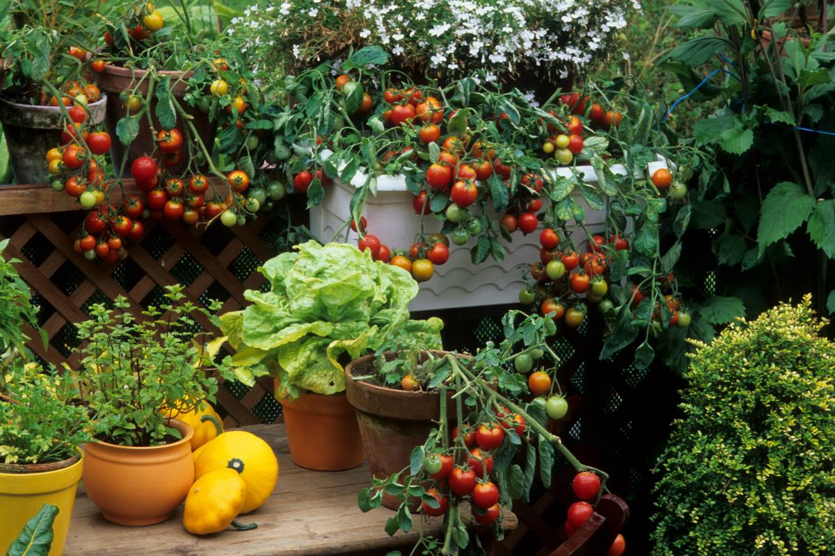 A courtyard garden with herbs and vegetables growing in pots