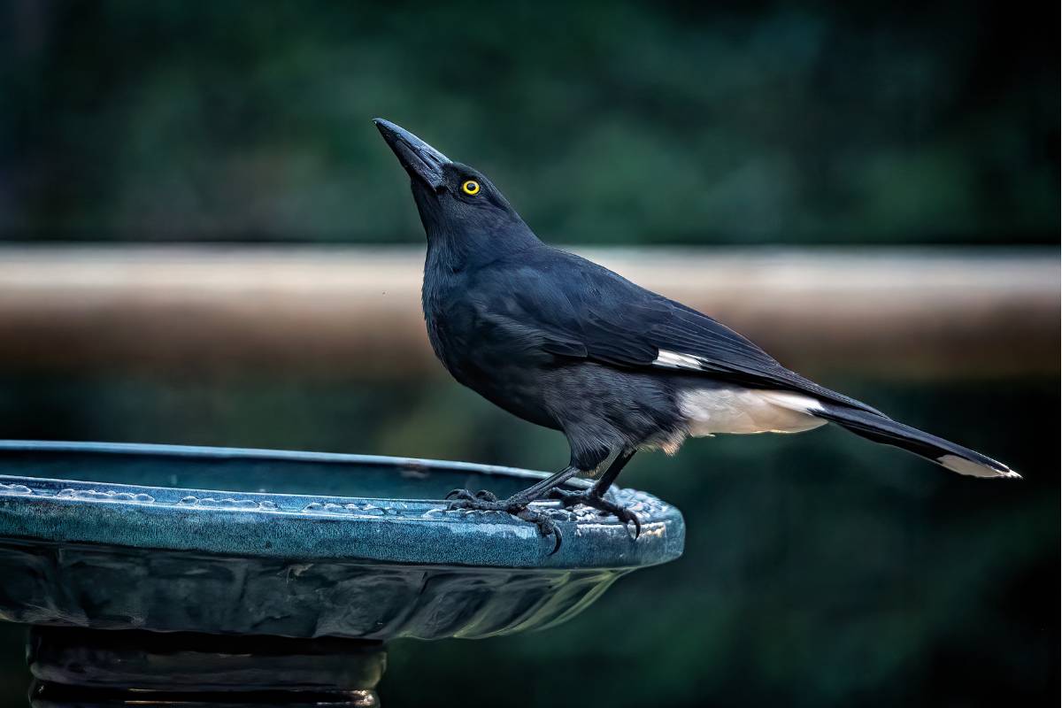 A currajong drinking from a bird bath