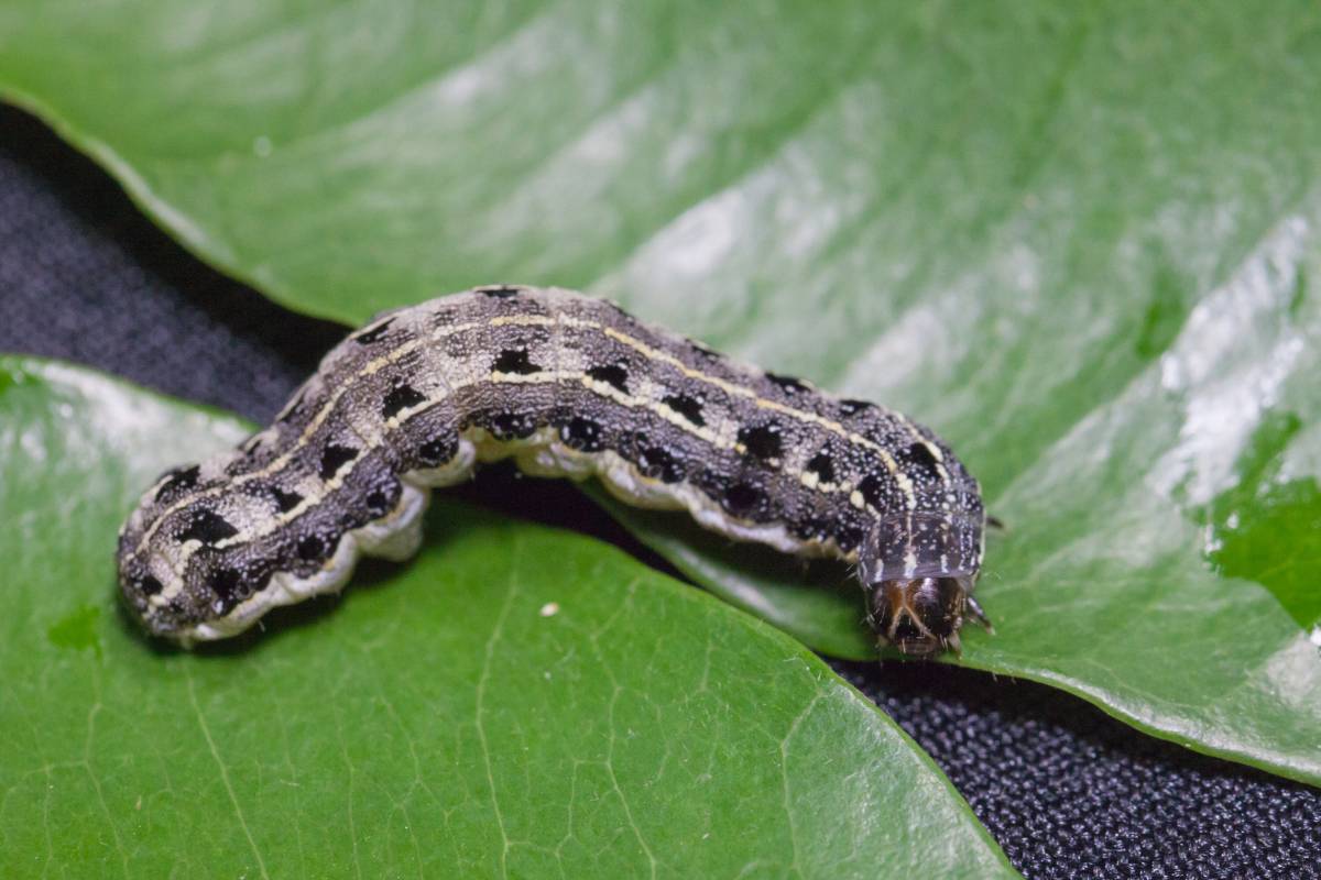 A cutworm caterpillar on a leaf