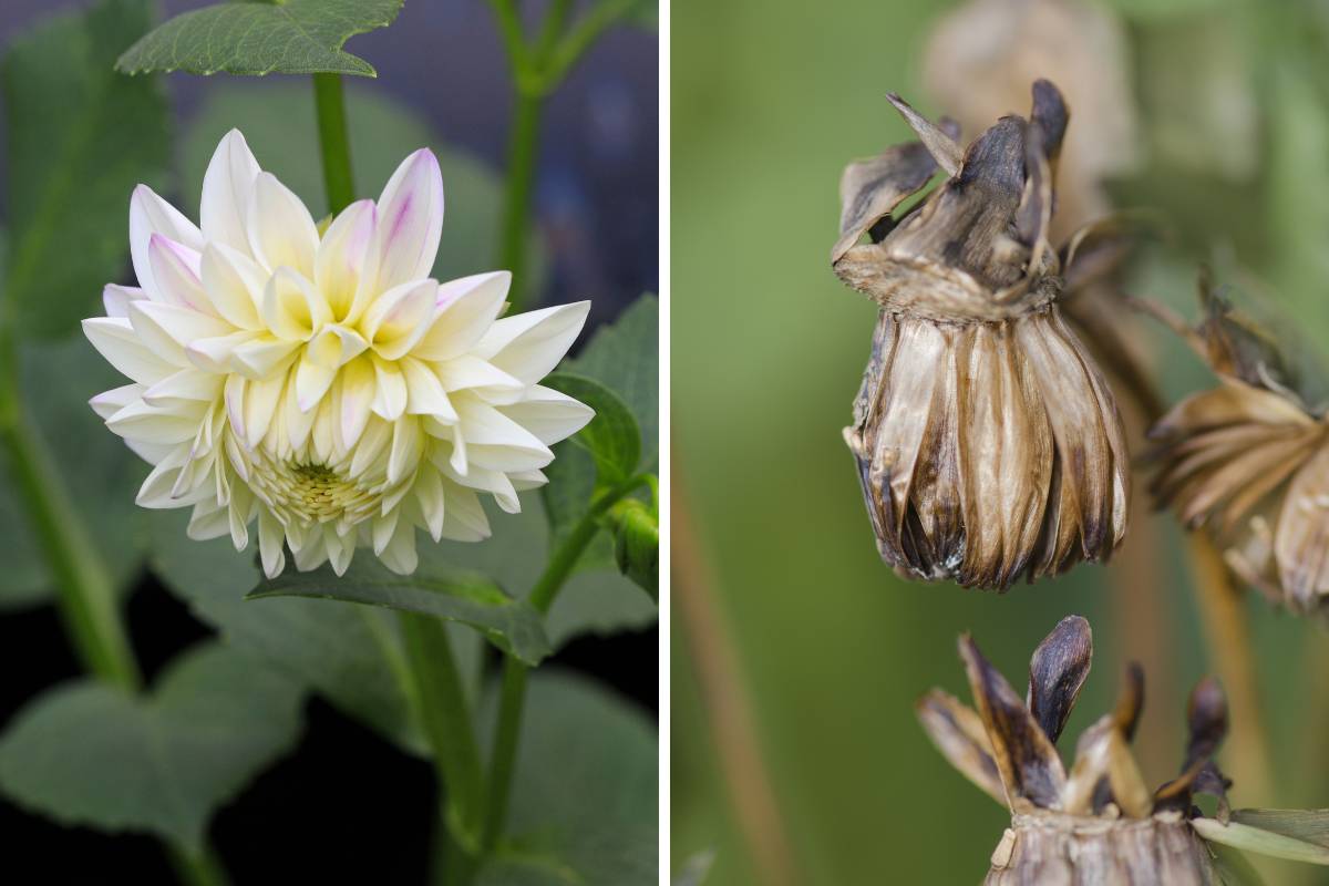 A white dahlia flower, and a dahlia seedhead