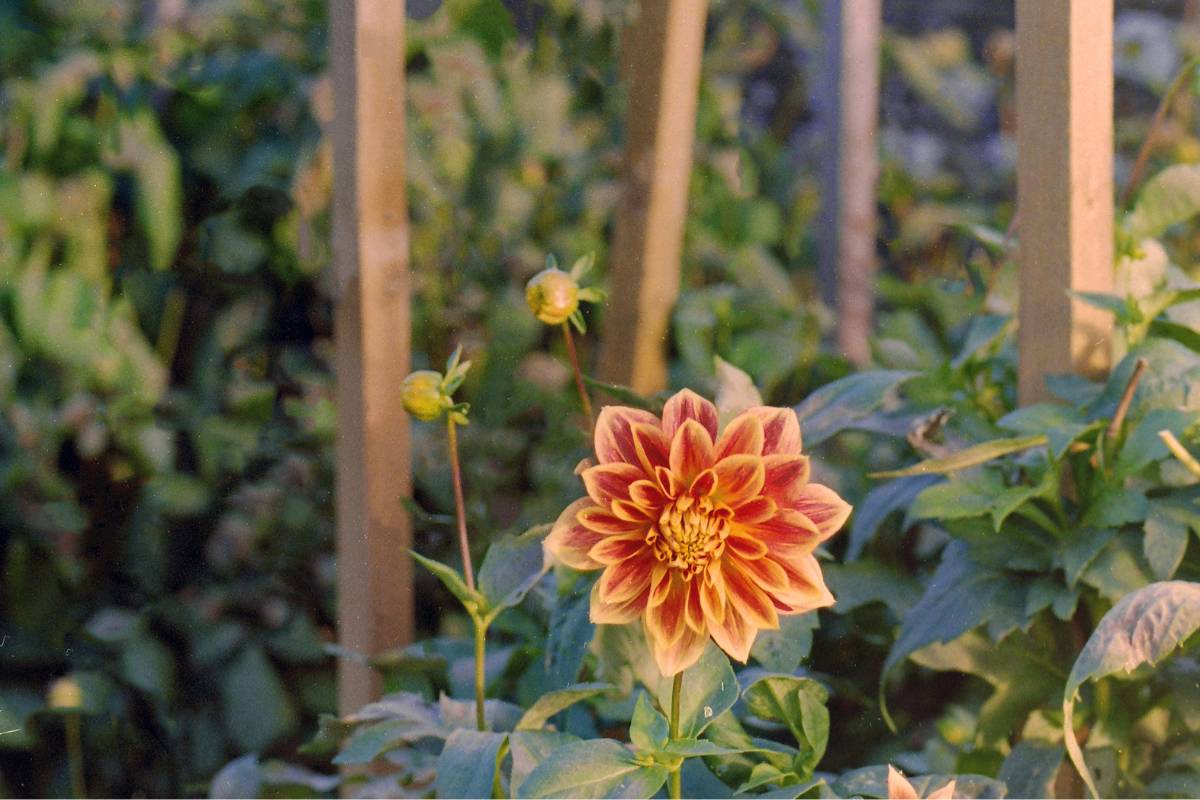 A dahlia flower growing in a garden bed of staked dahlia plants