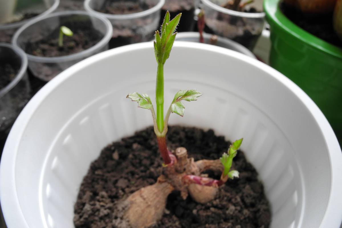 A dahlia tuber with shoots sitting in a bucket of soil