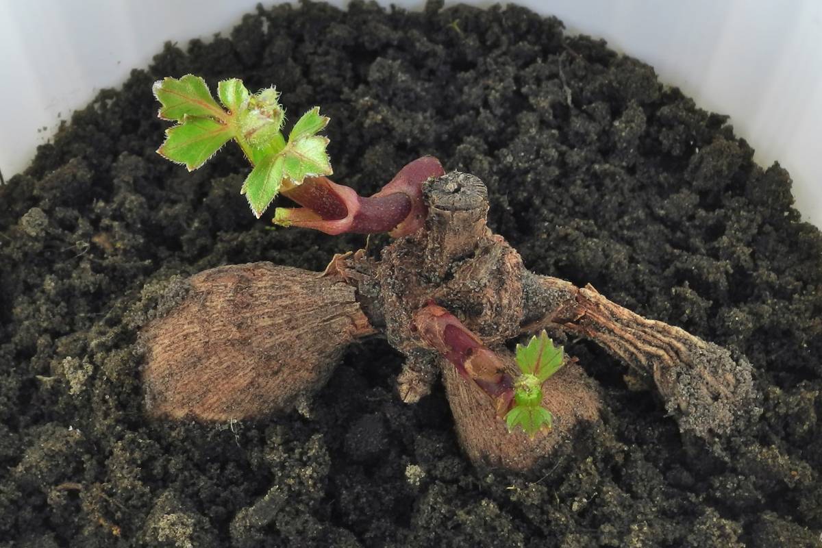 A dahlia tuber growing in a small pot with new growth coming from its eyes