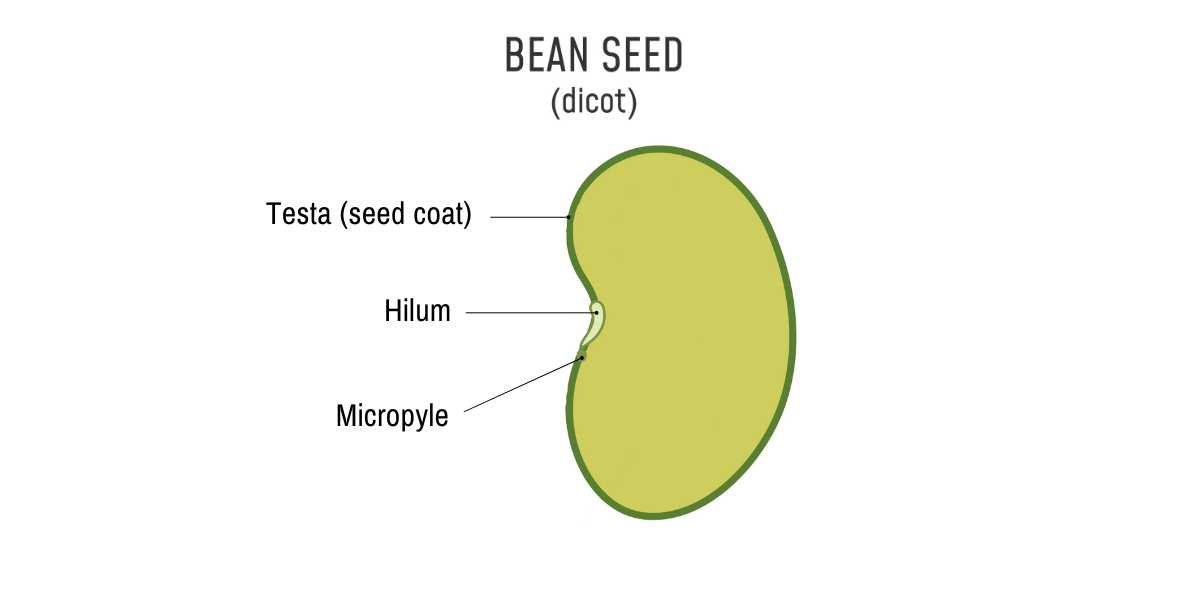 A diagram of a bean seed labelled with the testa, hilum and micropyle