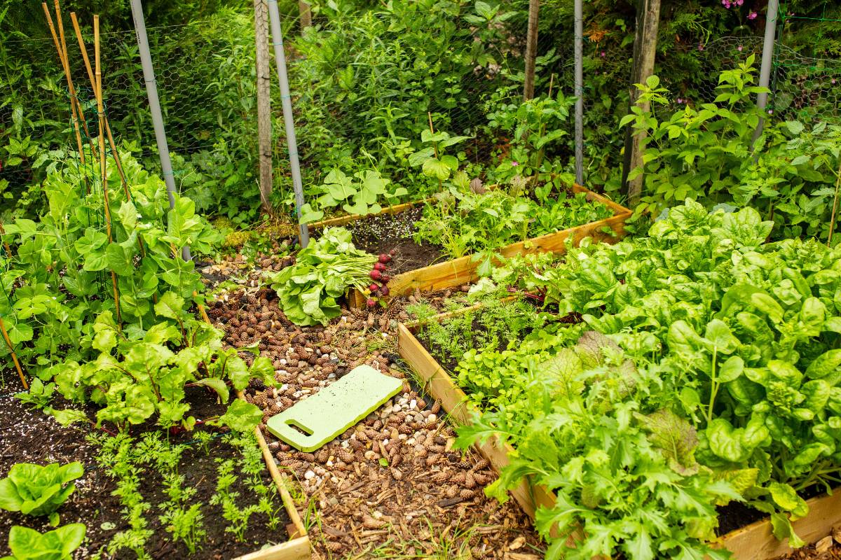 A diverse and productive home garden with raised beds