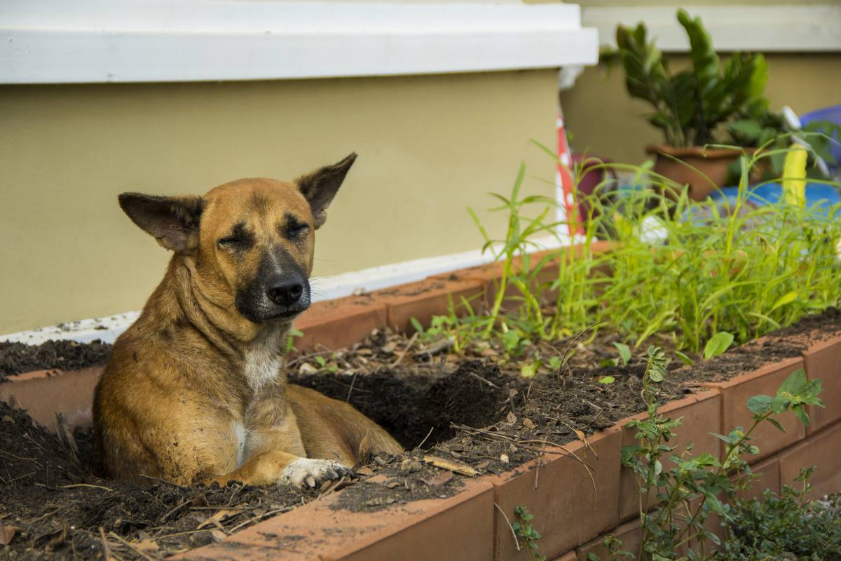 A dog lying in a hole it has dug in a garden bed