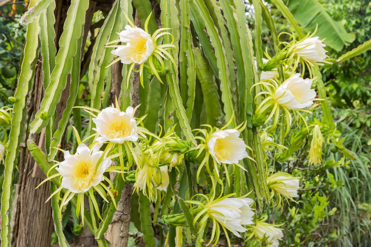 A dragon fruit plant with several large white flowers