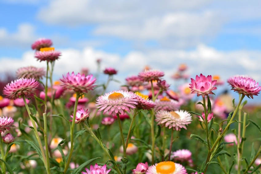 Field of pink everlasting pink daisies