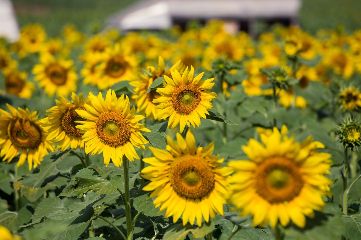 A field of sunflowers