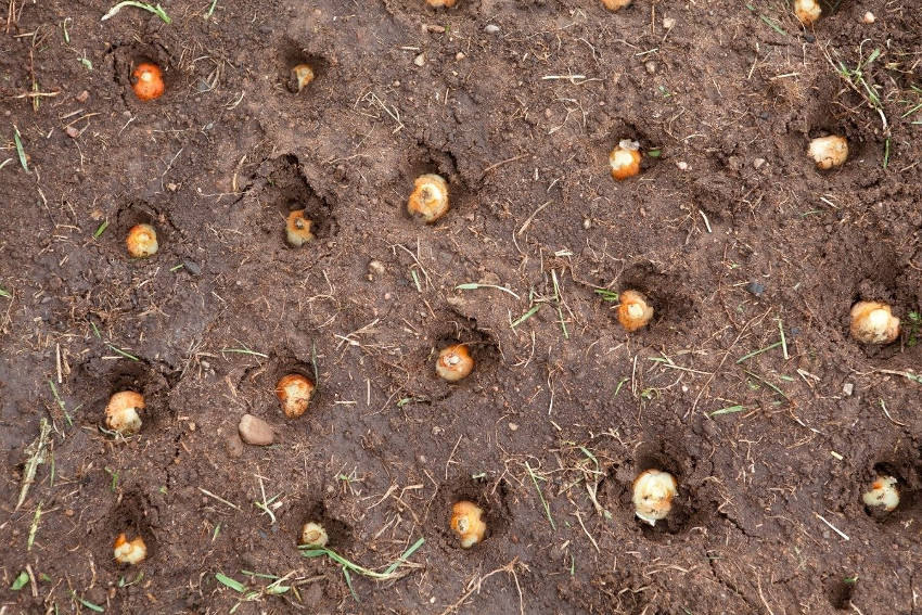 A garden bed full of flowering bulb