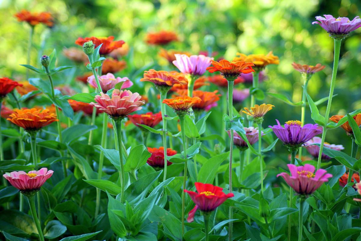 A garden bed of multi coloured zinnias