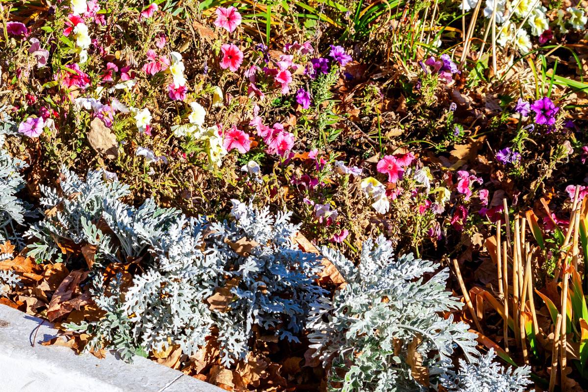 A garden bed with autumn leaves left in place