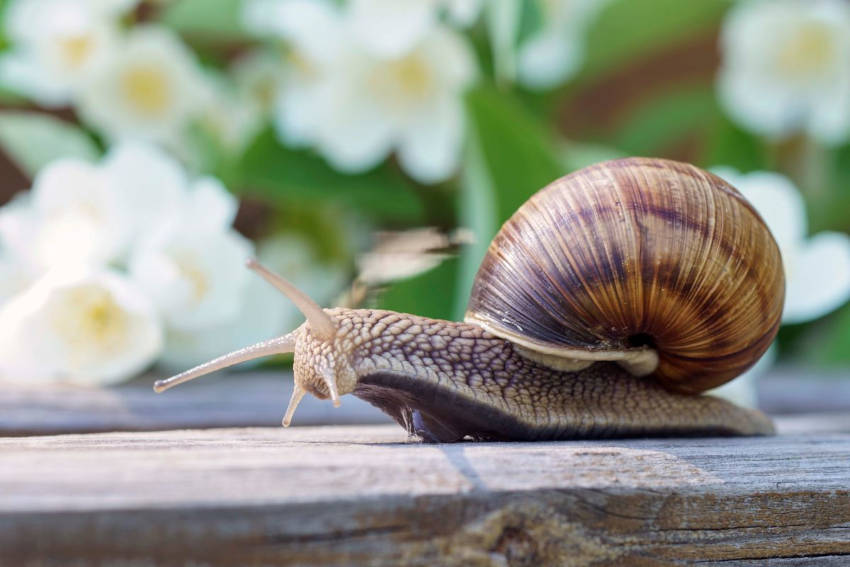 A garden snail on a wooden garden edging