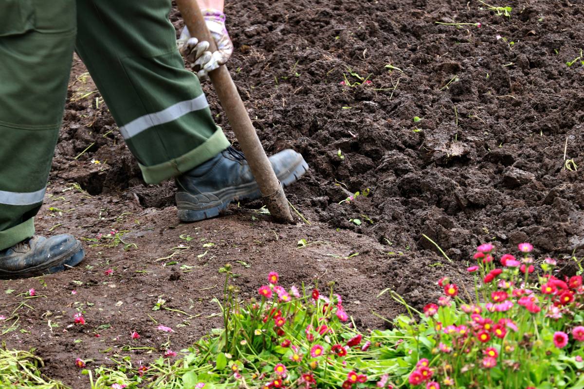 A gardener digging over a garden bed to loosed the soil