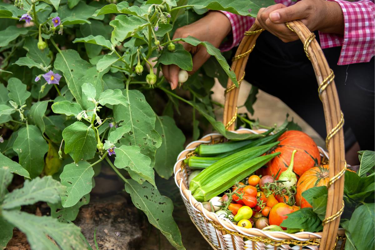 A gardener filling a basket with homegrown vegetables