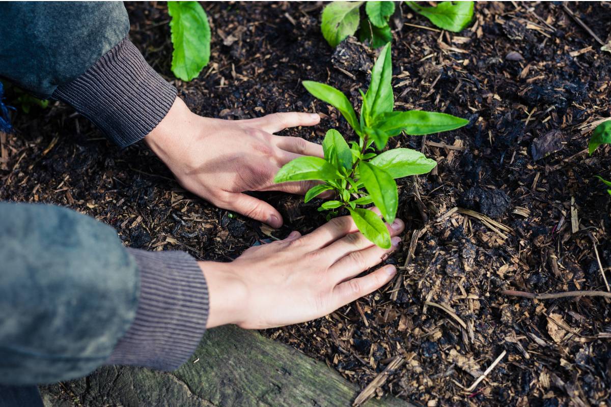 A gardener firming down the soil around a recently planted plant