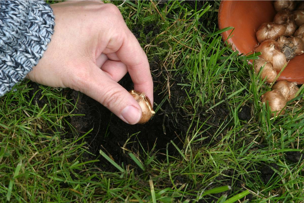 A gardener planting crocus bulbs in a lawn