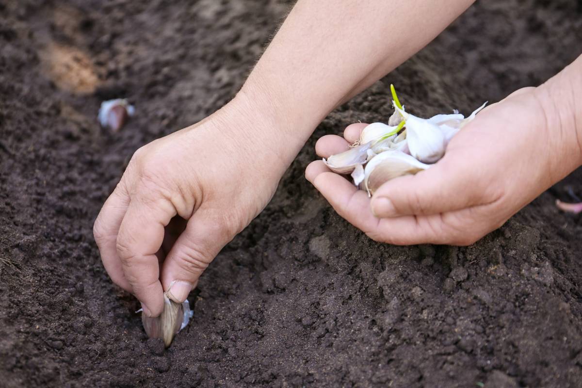 A gardener planting a garlic clove in freshly cultivated soil